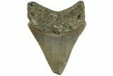 3.17" Fossil Megalodon Tooth - North Carolina - #200680-1